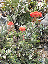 Airplane Plant (Crassula falcata) at Lakeshore Garden Centres