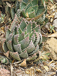 Short-leaved Aloe (Aloe brevifolia) at Lakeshore Garden Centres