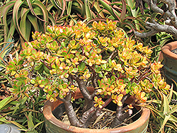 Sunset Jade Plant (Crassula ovata 'Sunset') at Golden Acre Home & Garden