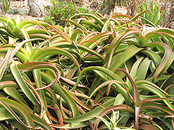 Van Balen's Aloe (Aloe vanbalenii) at Lakeshore Garden Centres