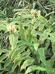 Yellow Ginger Lily (Hedychium flavum) at Lakeshore Garden Centres