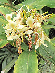 Yellow Ginger Lily (Hedychium flavum) at Lakeshore Garden Centres