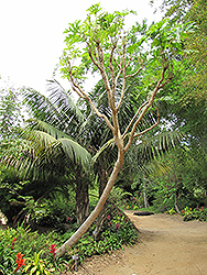 Snowflake Aralia (Trevesia palmata) at Lakeshore Garden Centres