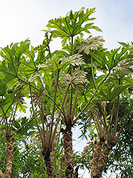 Snowflake Aralia (Trevesia palmata) at Lakeshore Garden Centres