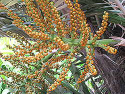 Formosa Palm (Arenga engleri) at Lakeshore Garden Centres