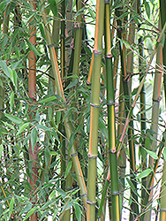 Castillon Inversa Bamboo (Phyllostachys bambusoides 'Castillon Inversa') at Lakeshore Garden Centres