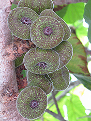Roxburgh Fig (Ficus auriculata) at Lakeshore Garden Centres