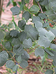 Evergreen Maple (Acer paxii) at Lakeshore Garden Centres