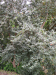 Evergreen Maple (Acer paxii) at Lakeshore Garden Centres