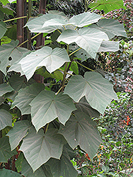Sapphire Dragon Tree (Paulownia kawakamii) at Lakeshore Garden Centres