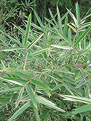 Silverstripe Bamboo (Bambusa dolichomerithalla 'Silverstripe') at Lakeshore Garden Centres