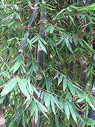 Betung Hitam Black Asper Bamboo (Dendrocalamus asper 'Betung Hitam') at Lakeshore Garden Centres