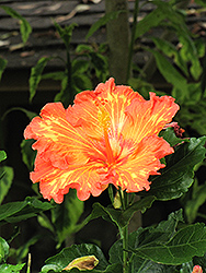 Rosalind Hibiscus (Hibiscus rosa-sinensis 'Rosalind') at Lakeshore Garden Centres