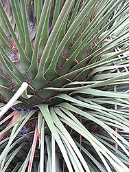 Mexican Grass Tree (Dasylirion quadrangulatum) at Lakeshore Garden Centres