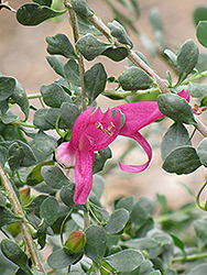 Valentine Emu Bush (Eremophila 'Valentine') at Lakeshore Garden Centres