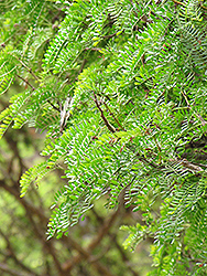 Red Acacia (Acacia seyal) at Lakeshore Garden Centres