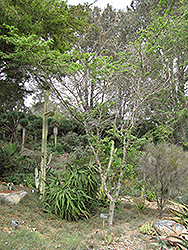 Jandi (Prosopis cineraria) at Lakeshore Garden Centres