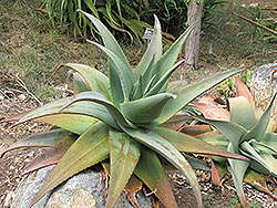 Arabian Aloe (Aloe rubroviolacea) at Lakeshore Garden Centres