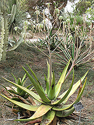 Hairy Green Aloe (Aloe tomentosa) at Lakeshore Garden Centres