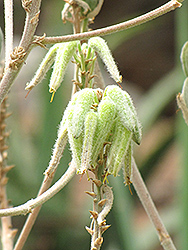Hairy Green Aloe (Aloe tomentosa) at Lakeshore Garden Centres