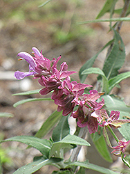 Canary Island Sage (Salvia canariensis) at Lakeshore Garden Centres