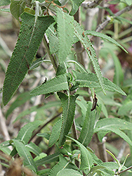 Canary Island Sage (Salvia canariensis) at Lakeshore Garden Centres