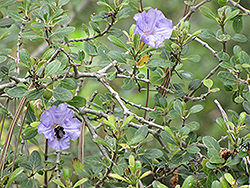 Socotra Ruellia (Ruellia insignis) at Lakeshore Garden Centres