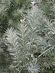 Blue Bush (Acacia covenyi) at Lakeshore Garden Centres