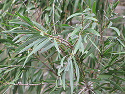 Cane's Bottlebrush (Callistemon 'Cane's Hybrid') at Lakeshore Garden Centres