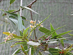 Queensland Bottle Tree (Brachychiton rupestris) at Lakeshore Garden Centres