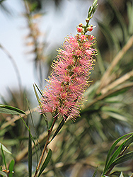 Pink Champagne Bottlebrush (Callistemon 'Pink Champagne') at Lakeshore Garden Centres