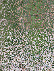Lacebark Tree (Brachychiton discolor) at Lakeshore Garden Centres