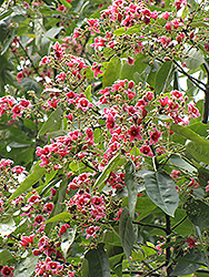 Lacebark Tree (Brachychiton discolor) at Lakeshore Garden Centres