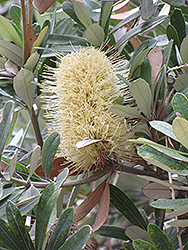 Coast Banksia (Banksia integrifolia) at Lakeshore Garden Centres