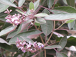 Arabian Lilac (Vitex trifolia 'Purpurea') at Lakeshore Garden Centres