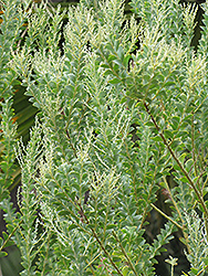 Knifeleaf Wattle (Acacia cultriformis) at Lakeshore Garden Centres