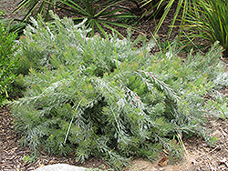 Albany Woolly Bush (Adenanthos x cunninghamii) at Lakeshore Garden Centres