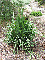 King Alfred Flax Lily (Dianella caerulea 'John316') at Lakeshore Garden Centres