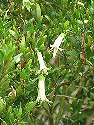 Coliban River Rock Fuchsia (Correa glabra 'Coliban River') at Lakeshore Garden Centres