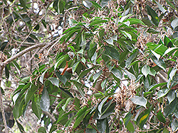 Sweet Shade (Hymenosporum flavum) at Lakeshore Garden Centres