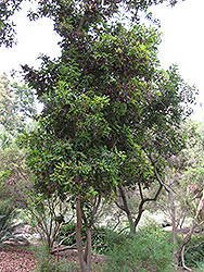 Firewheel Tree (Stenocarpus sinuatus) at Lakeshore Garden Centres