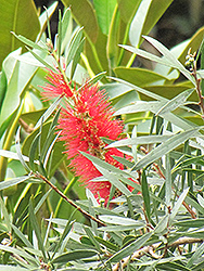 Kings Park Special Bottlebrush (Callistemon 'Kings Park Special') at Lakeshore Garden Centres