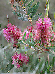 Mauve Mist Bottlebrush (Callistemon 'Mauve Mist') at Lakeshore Garden Centres