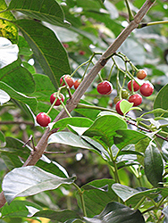 Puriri (Vitex lucens) at Lakeshore Garden Centres