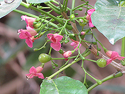 Puriri (Vitex lucens) at Lakeshore Garden Centres