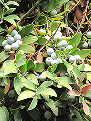 Asian Barberry (Nageia nagi) at Lakeshore Garden Centres