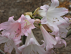 Moore's Crinum Lily (Crinum moorei) at Lakeshore Garden Centres