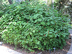 Turk's Cap (Malvaviscus arboreus) at Lakeshore Garden Centres