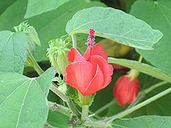 Turk's Cap (Malvaviscus arboreus) at Lakeshore Garden Centres