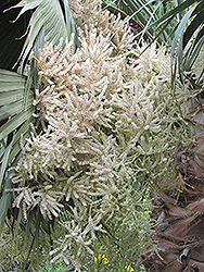 Cabbage Palm (Sabal palmetto) at Lakeshore Garden Centres